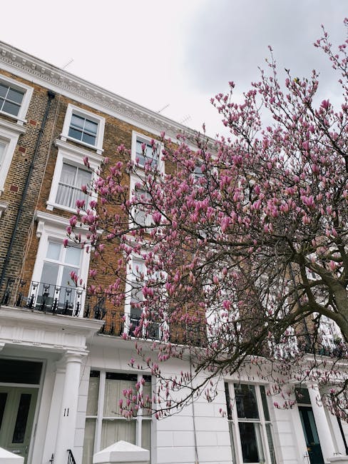 A multi-storey brick and white-painted residential building with sash windows and decorative white cornices is partially obscured by a large tree with pink blossoms in the foreground. The tree's branches extend across the image, showing vibrant pink flowers and bare twigs. The building features a black iron balcony railing on the second floor, white window frames, and a white front entrance with a small staircase. The environment appears to be an urban street scene during spring, with natural light illuminating the detailed textures of the brickwork, painted wood, and floral blossoms. The scene, captured from street level, highlights the contrast between the historic building's architectural details and the flowering tree, a common sight where residents may be involved in private or independent waste management and rubbish removal services such as those offered by Rubbish Clearance Pimlico, particularly for on-site clearance or estate clearance activities in residential areas.
